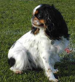 SPANIEL CAVALER KING CHARLES